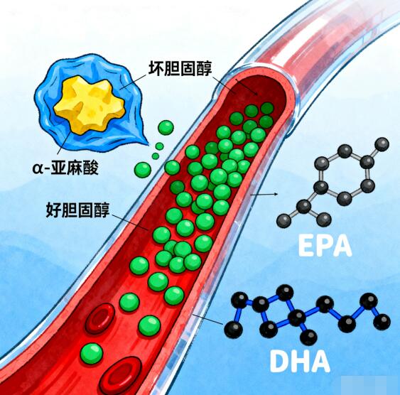 哪种食用油对心脑血管有好处？推荐吃这款安利亚麻籽油